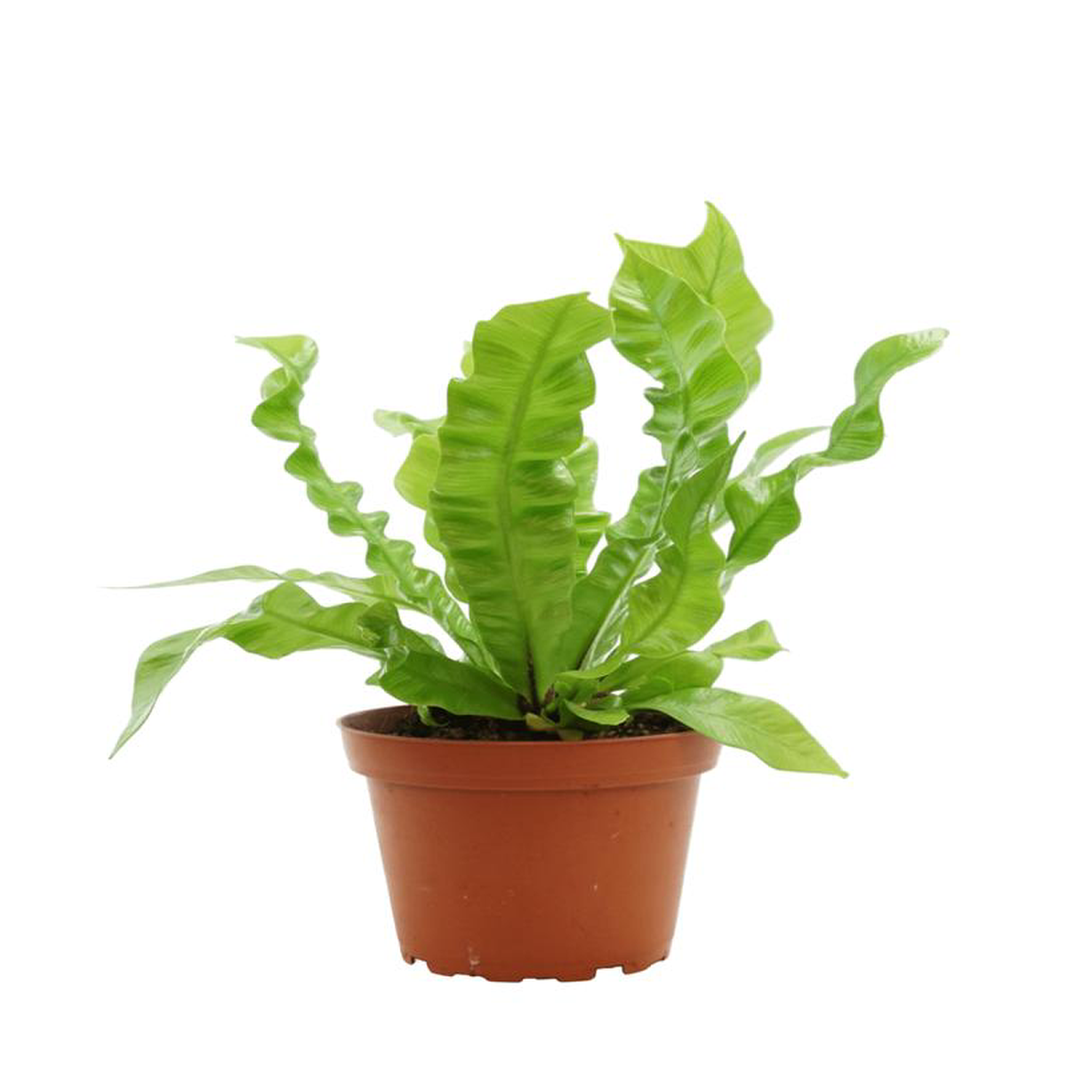 Asplenium nidus 8216Crispy Wave8217 4 Inch