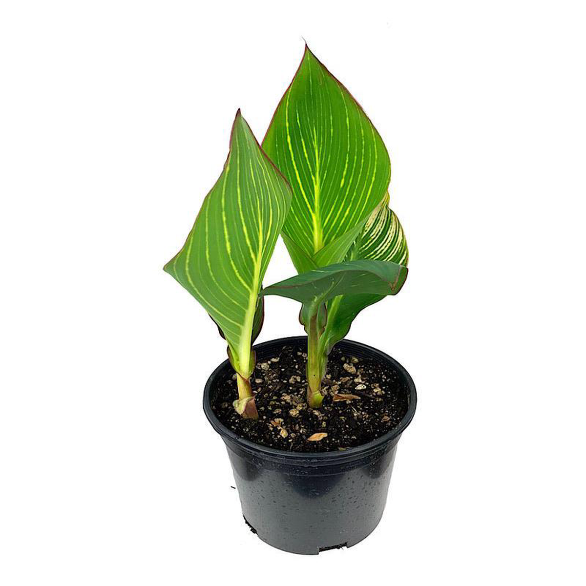 Canna 8216Pretoria8217 1 Gallon