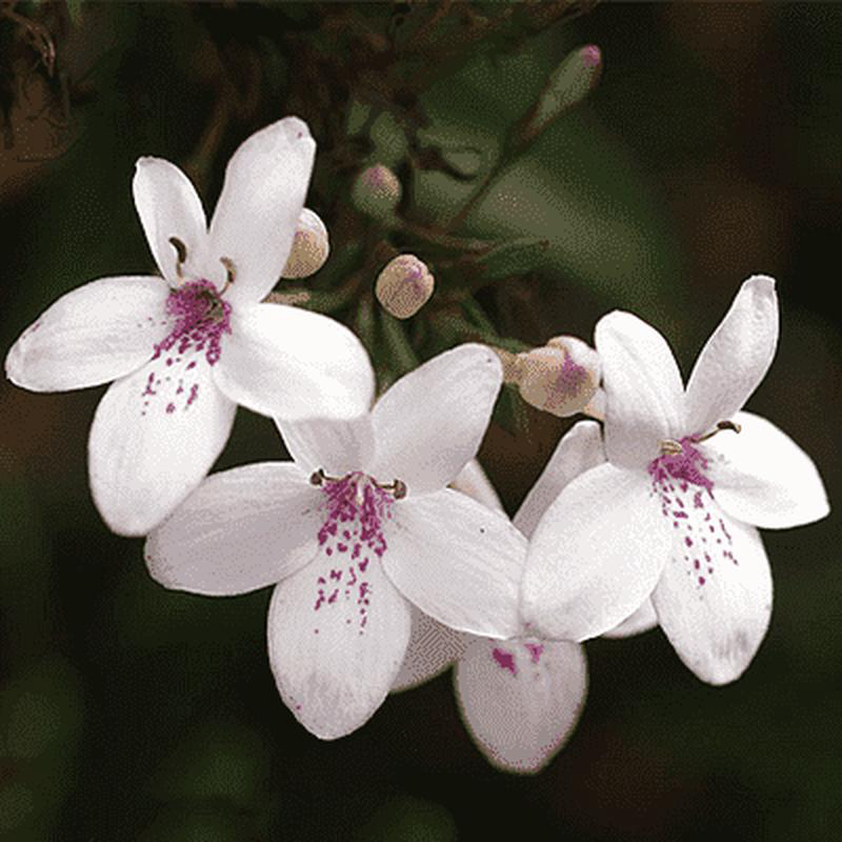 Pseudoeranthemum Artopurpureum variegatum Kodia (White) 8211 Plant