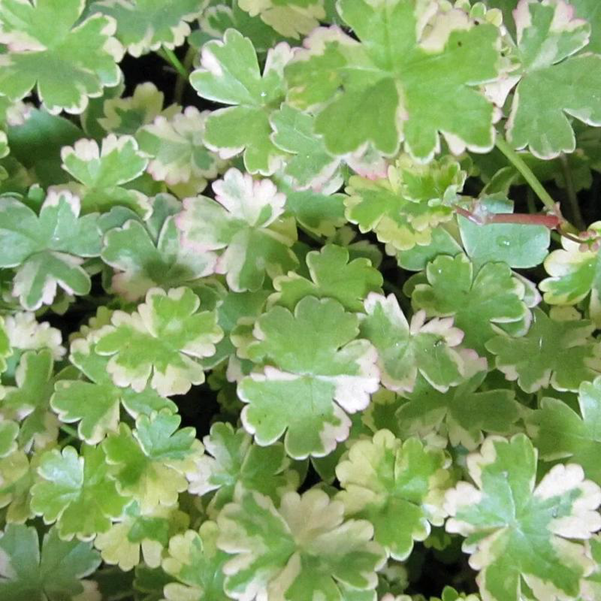 Hydrocotyle Sibthorpioides Var Aquatic Pond Plant 1ltr Pot Size