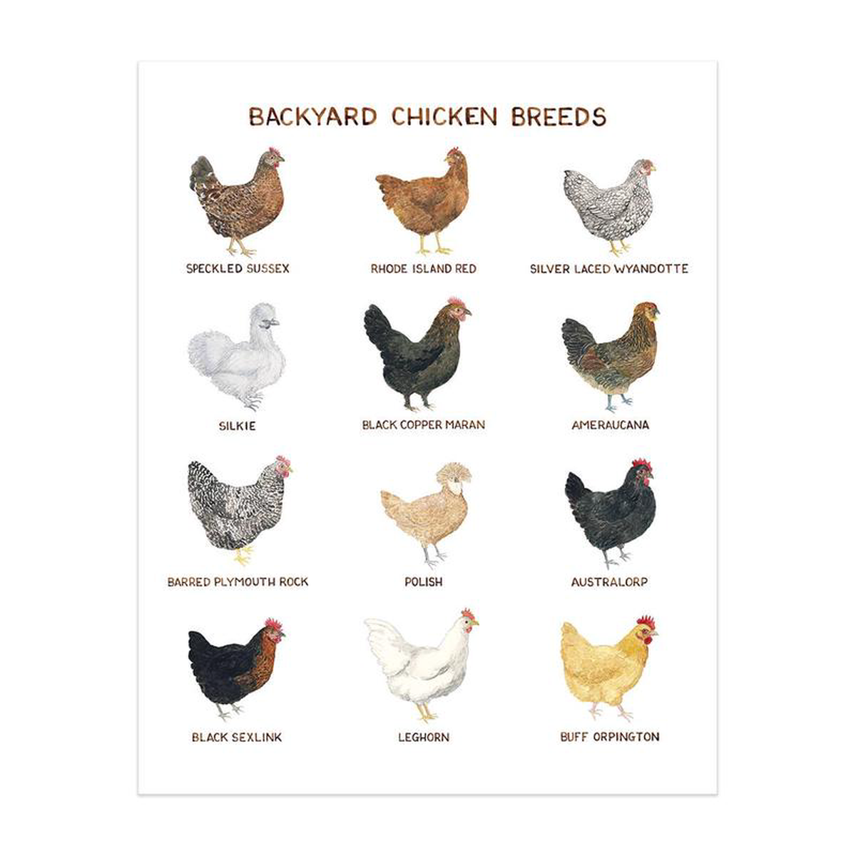 Backyard Chicken Breeds