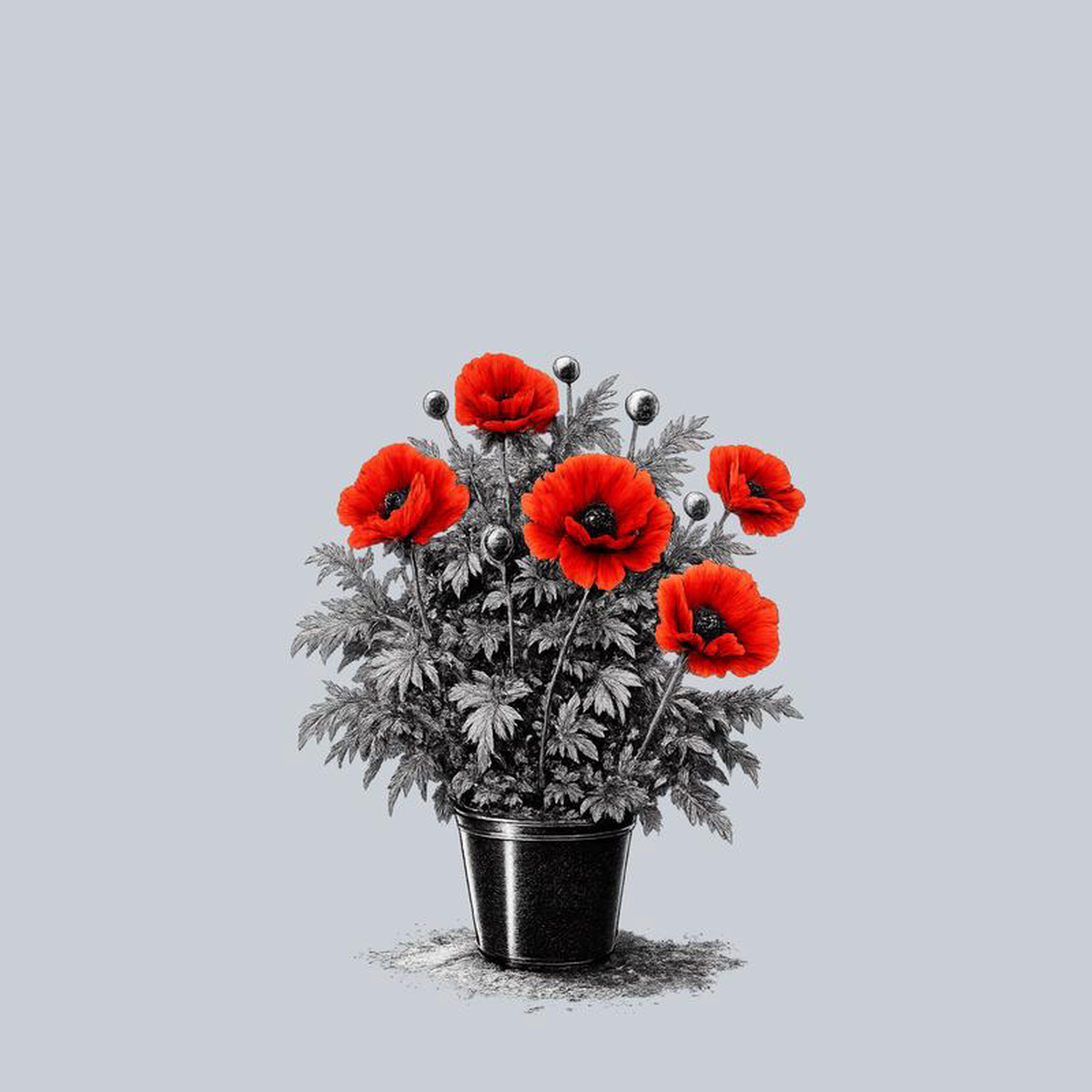 Beauty of Livermere Oriental Poppy Quart