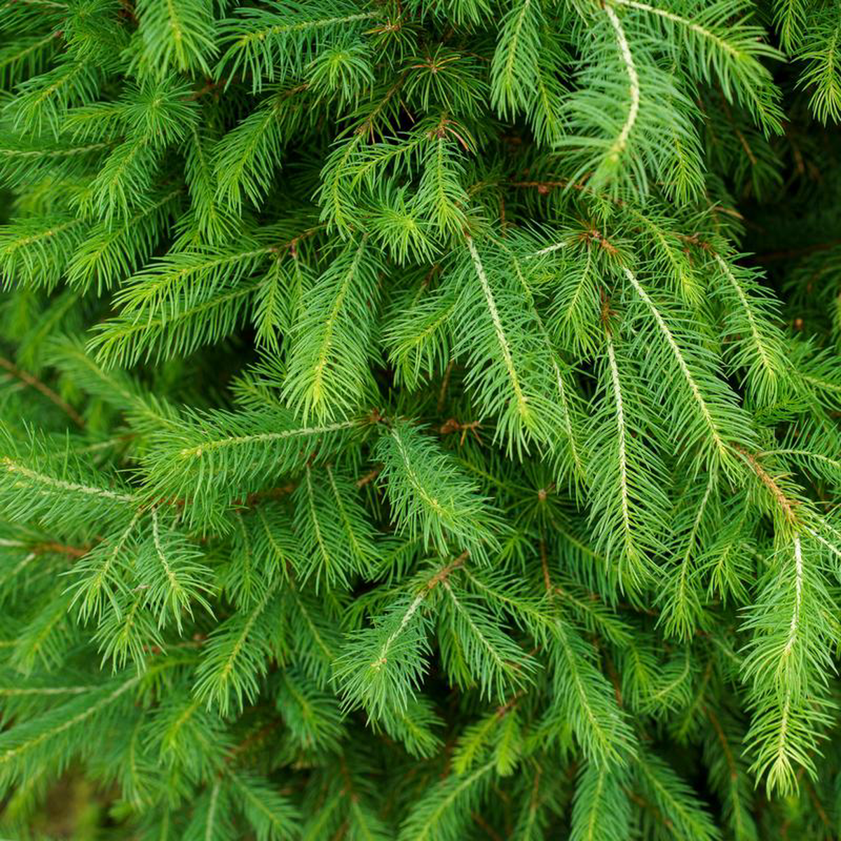 Big Berta White Spruce 10 Gallon