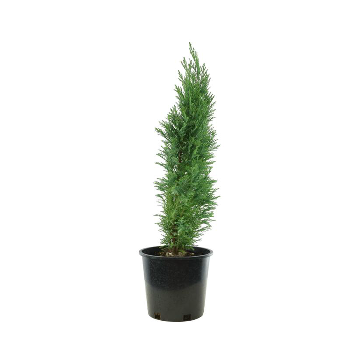 Chamaecyparis lawsoniana 8216Ellwoodii8217 1 Gallon