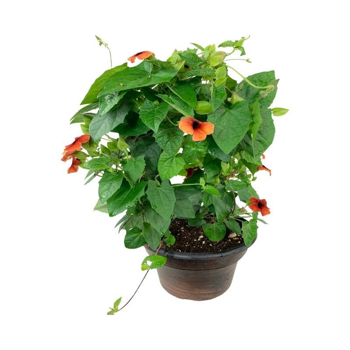 Thunbergia alata 8216Sunny Arizona Glow8217 8 Inch