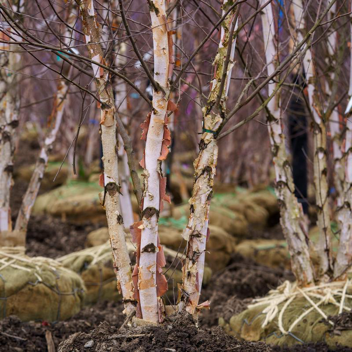 Heritage River Birch 12 to 14 foot Clump