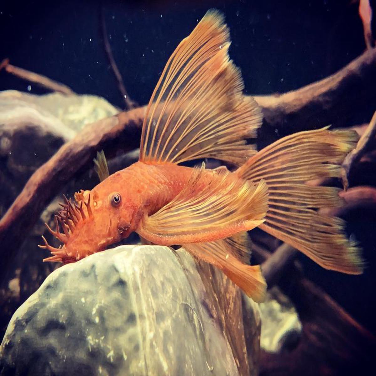 Super Red Bristlenose 8211 Longfin