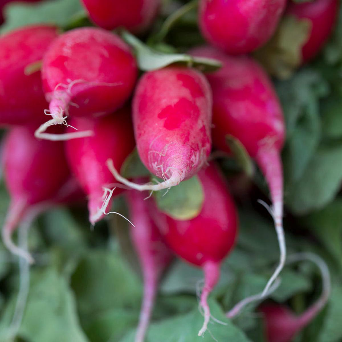 China Rose Radish (Raphanus sativus)