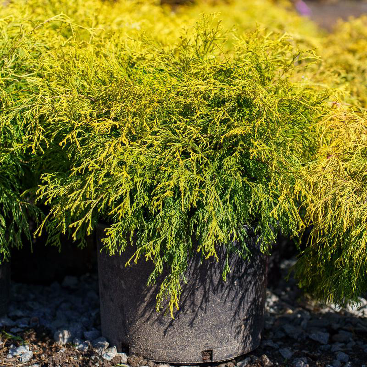 Golden Mop False Cypress 10 Gallon