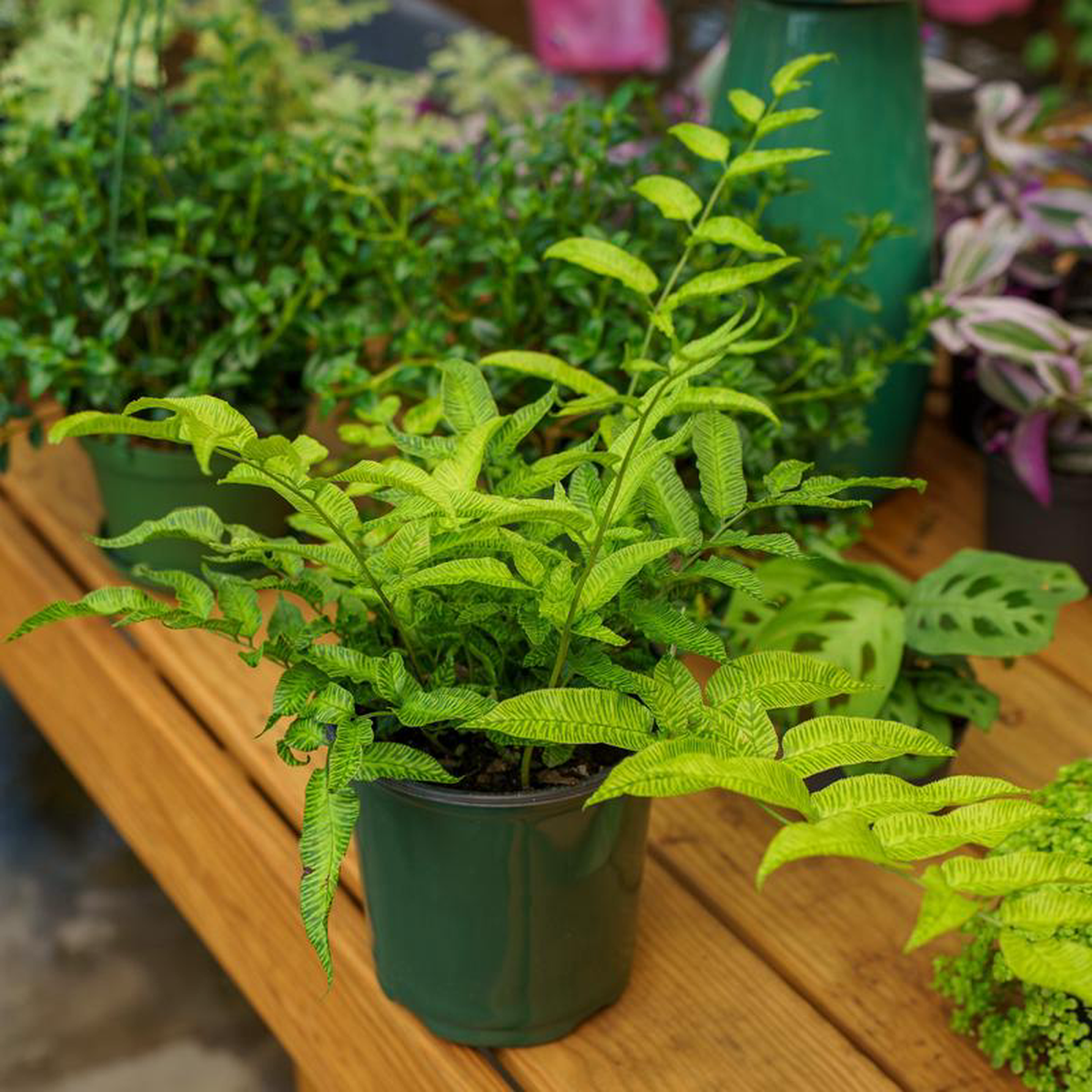 Golden Zebra Bamboo Fern 1 Gallon