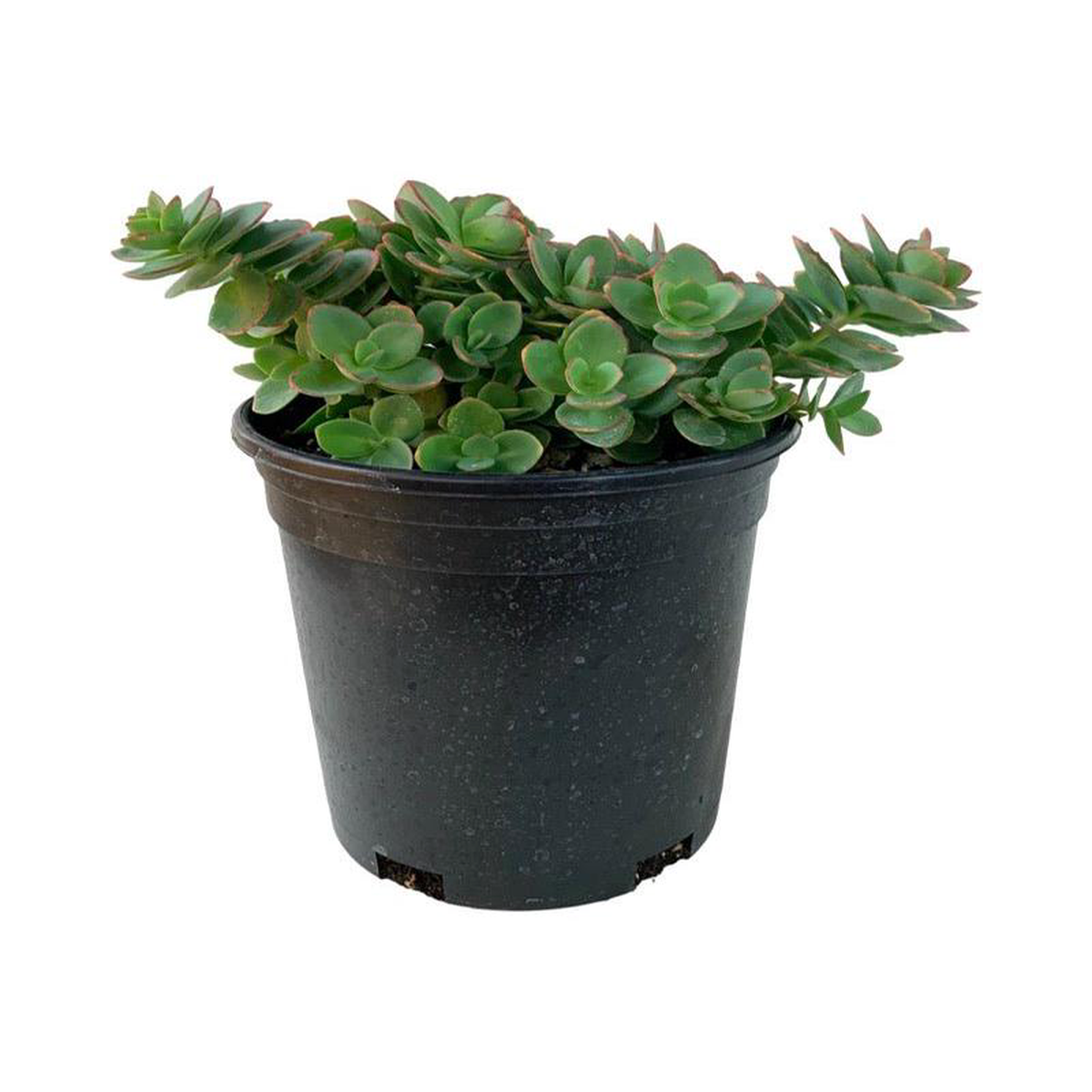 Sedum 8216Lime Zinger8217 4 Inch