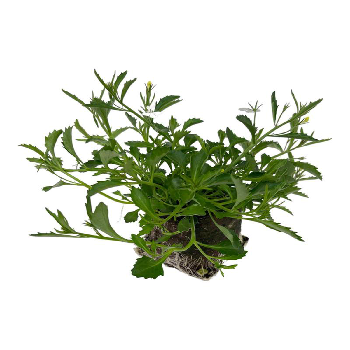 Lobelia 8216Laguna White8217 4 Inch