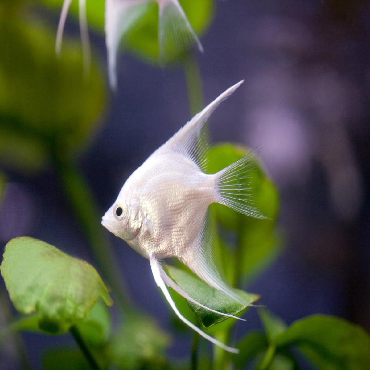 Platinum Angelfish
