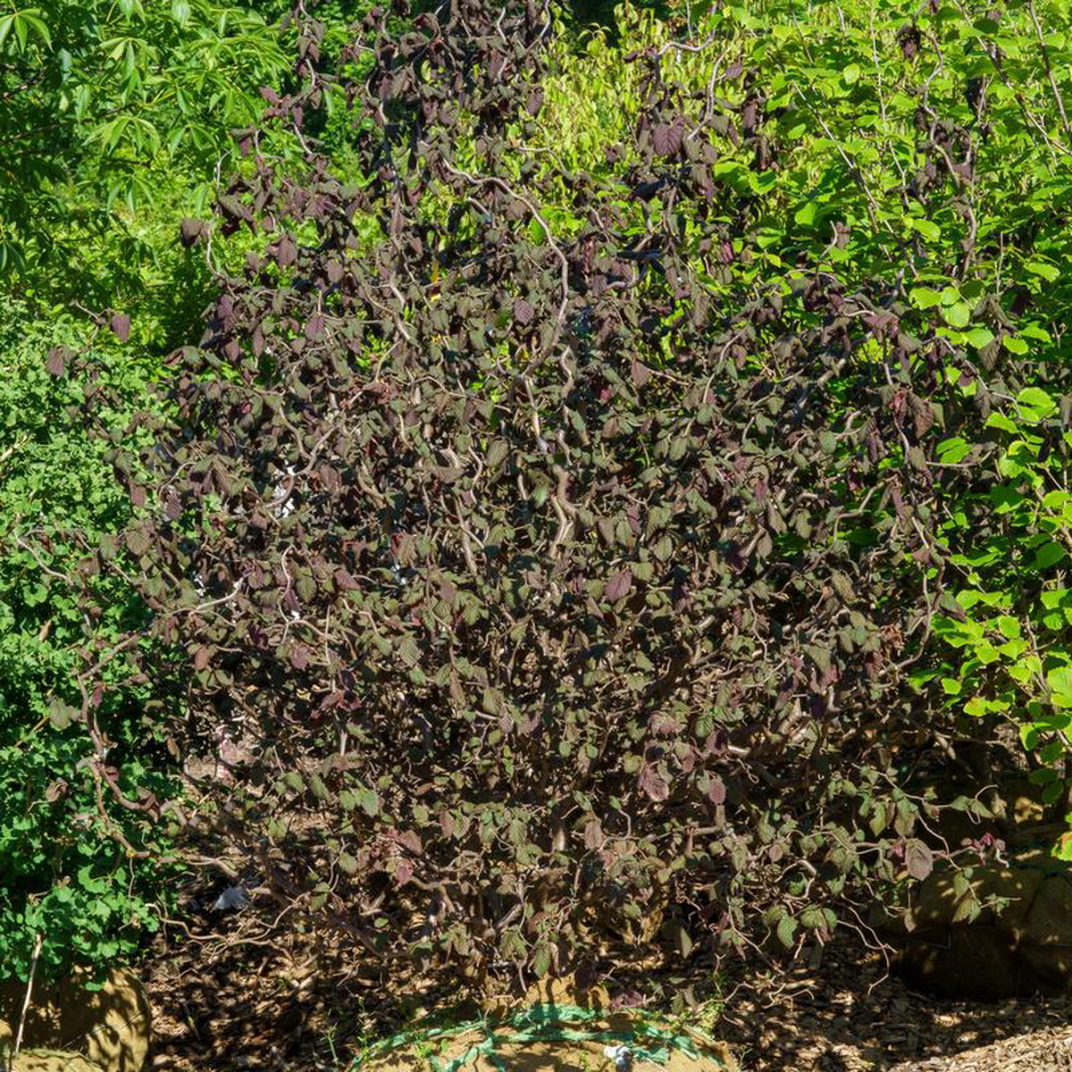 Red Dragon European Filbert 4 foot B038B