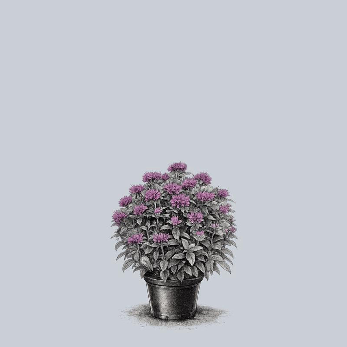 Balmy Purple Bee Balm 2 Gallon