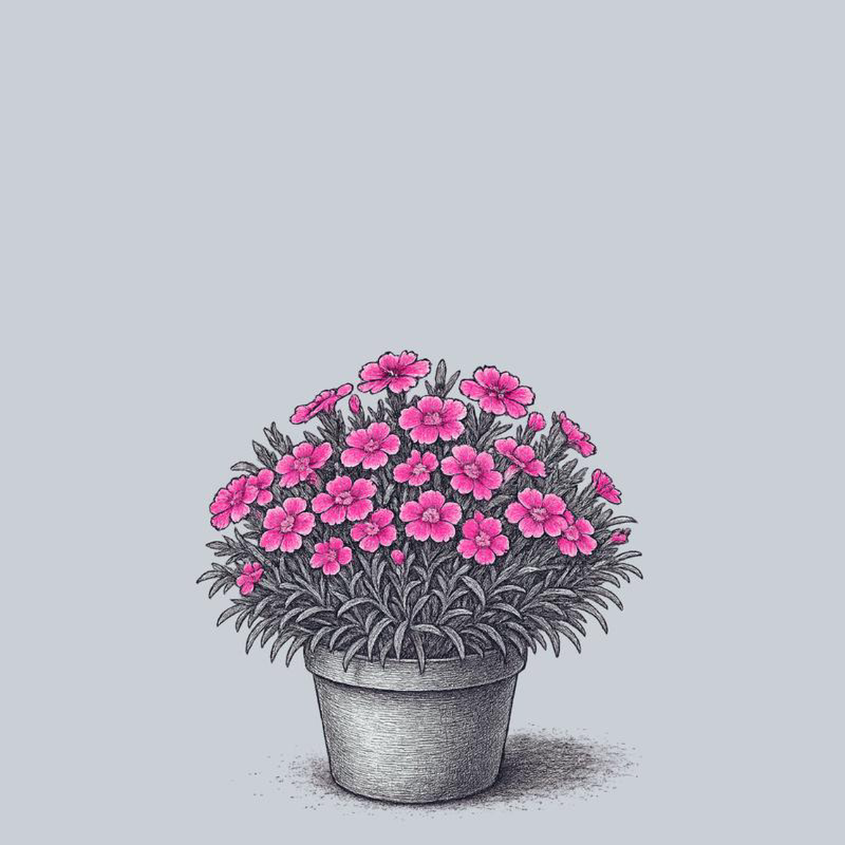 Double Bubble Dianthus 1 Gallon