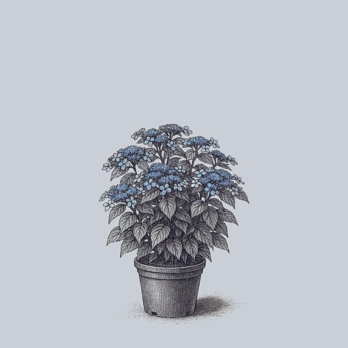 Blue Bird Mountain Hydrangea 5 Gallon