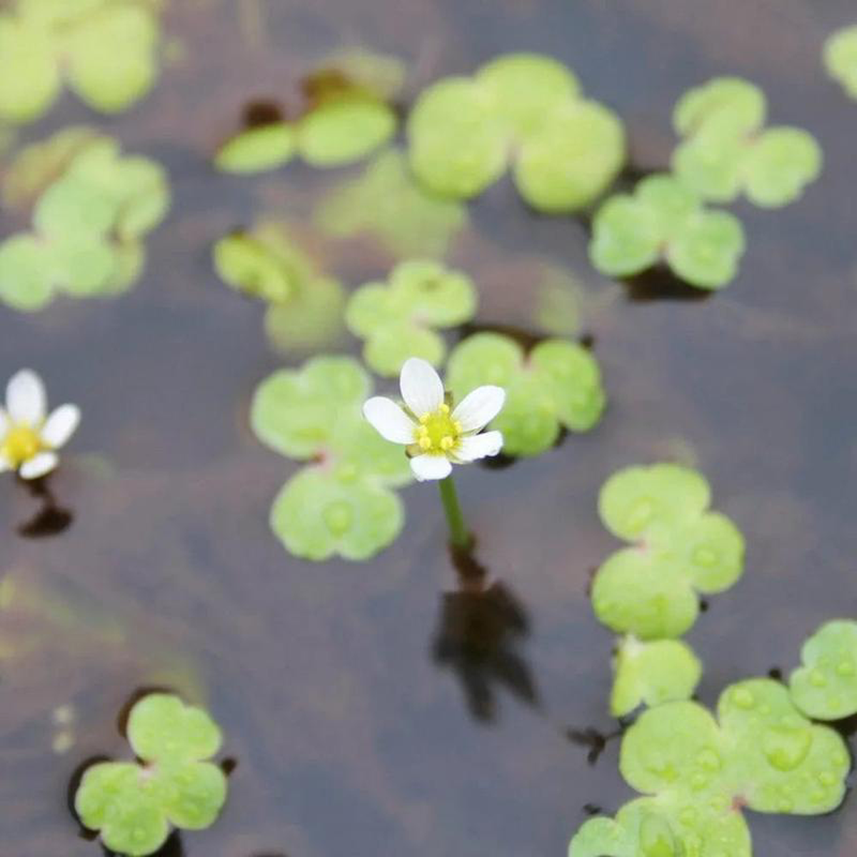 Ranunculus Hederaceus Aquatic Pond Plant 8211 Ivy Leaved Crowfoot 1ltr (3 Pack)
