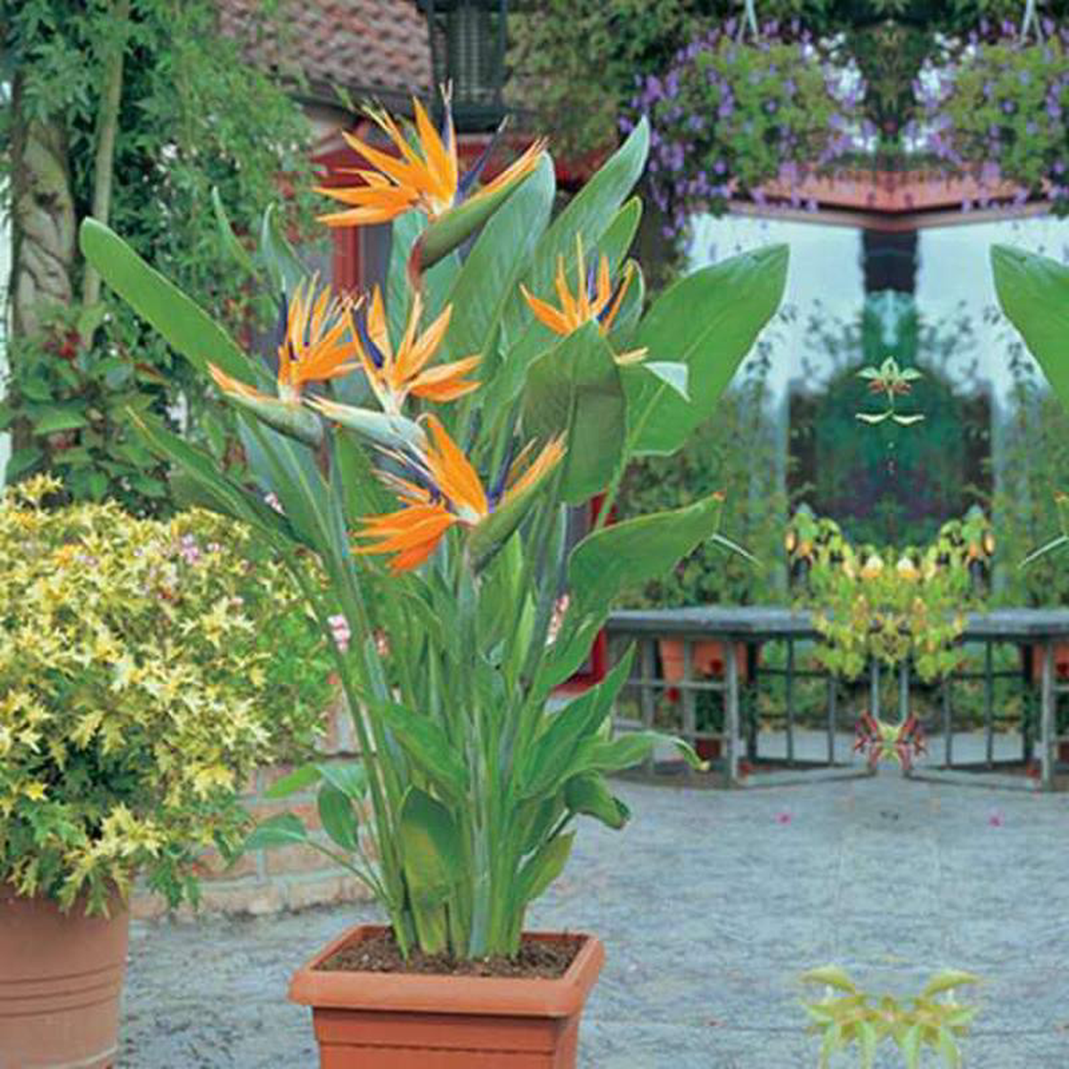 Bird of Paradise 8211 Plant