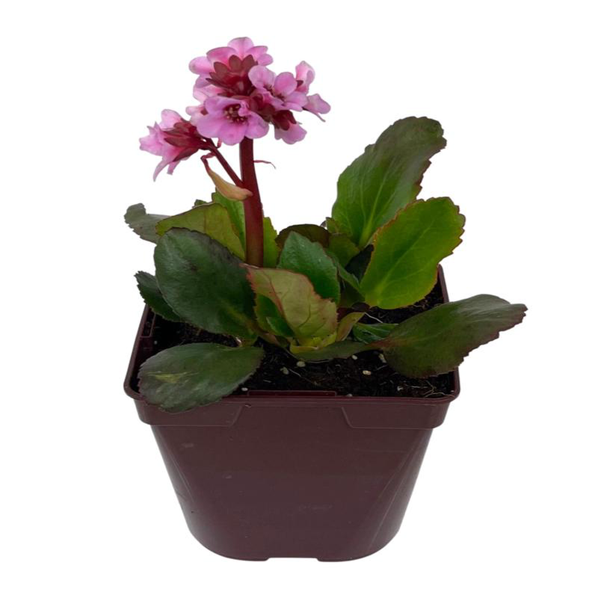 Bergenia 8216Spring Fling8217 1 Gallon