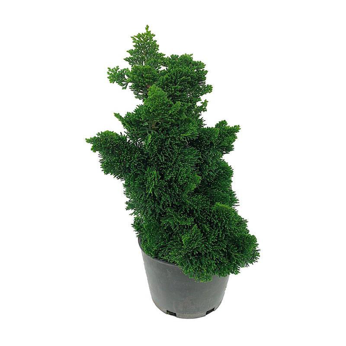Chamaecyparis obtusa 8216Thoweil8217 1 Gallon