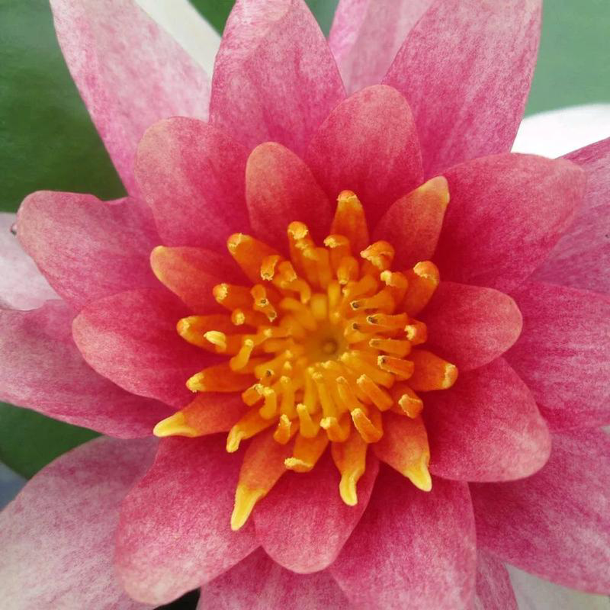 Nymphaea Comanche Aquatic Pond Plant 8211 Water Lily 1ltr Pot Size