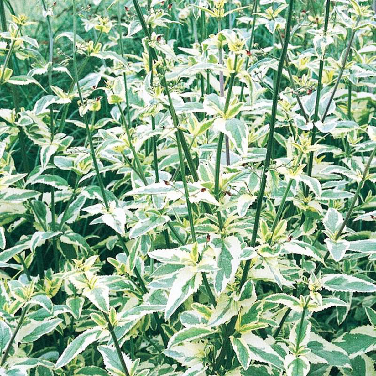 Scrophularia Auriculata Variegata Aquatic Pond Plant 5ltr Pot Size
