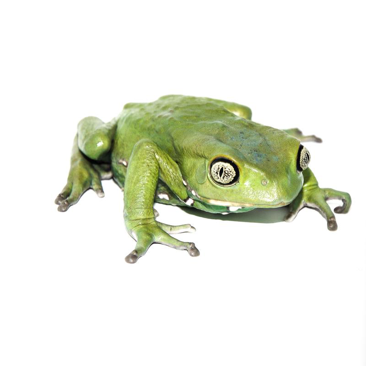 Waxy Monkey Tree Frog (Phylomedusa sauvagii)