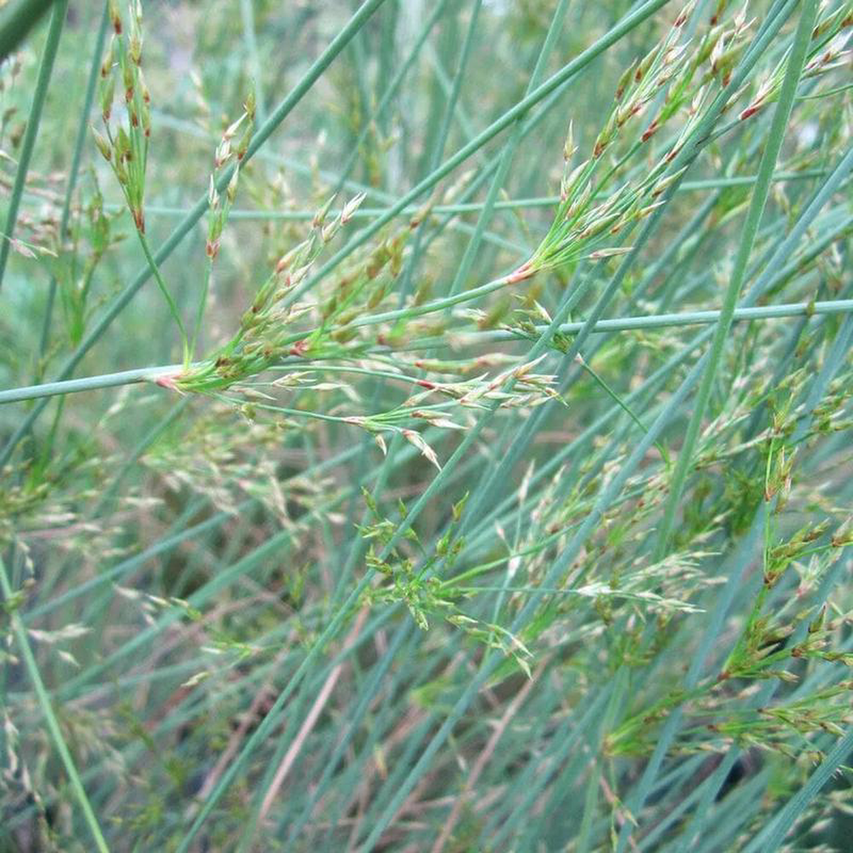 Juncus Inflexus Aquatic Pond Plant 8211 Hard Rush 1ltr Pot Size