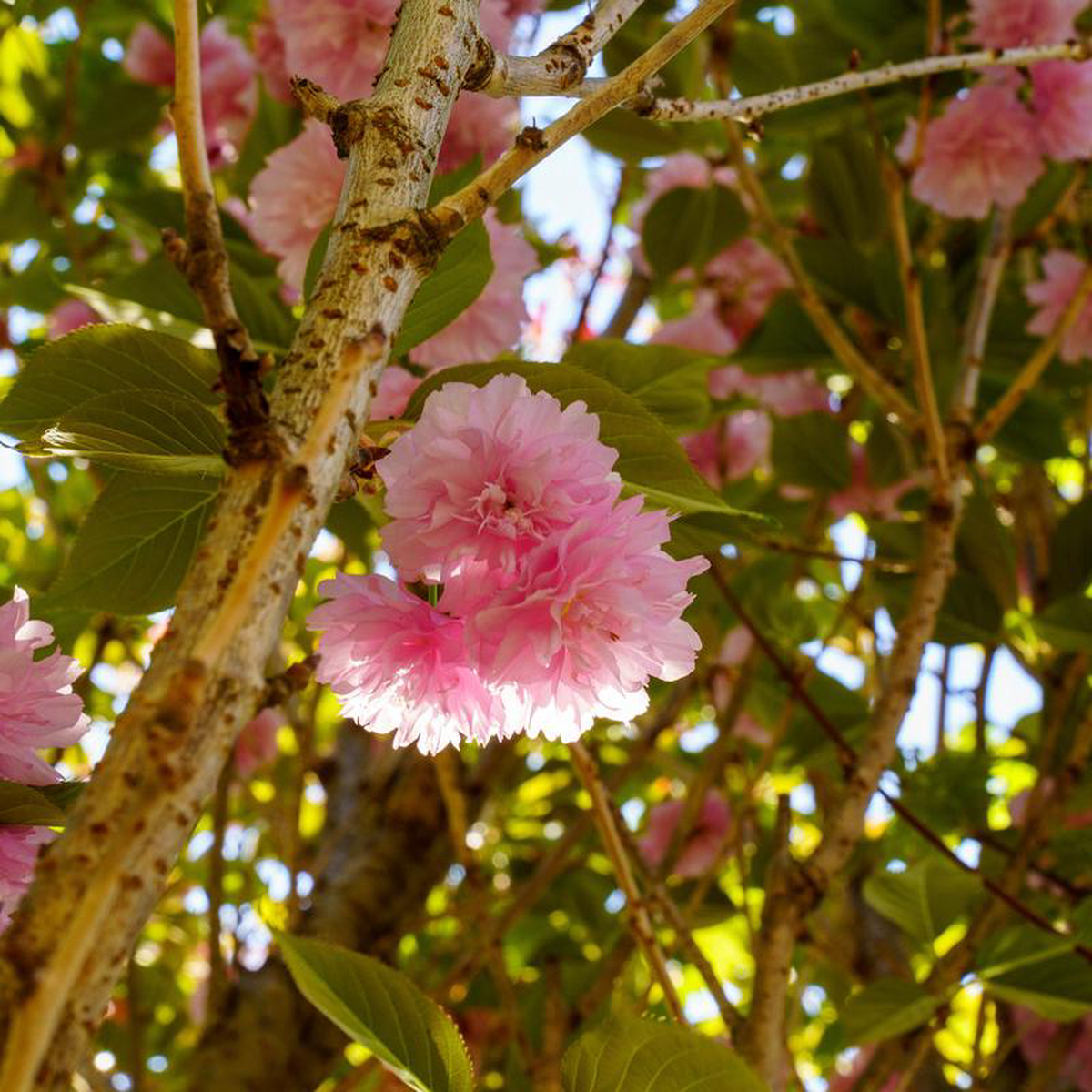 Kwanzan Flowering Cherry 25 Gallon