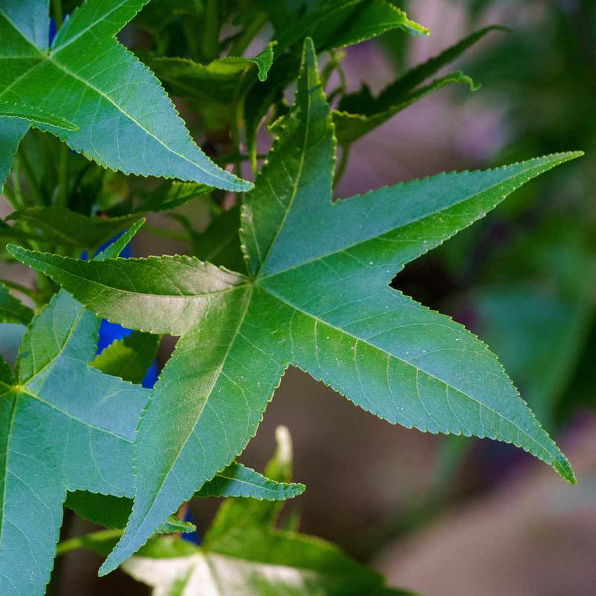 Slender Silhouette Sweetgum 15 Gallon