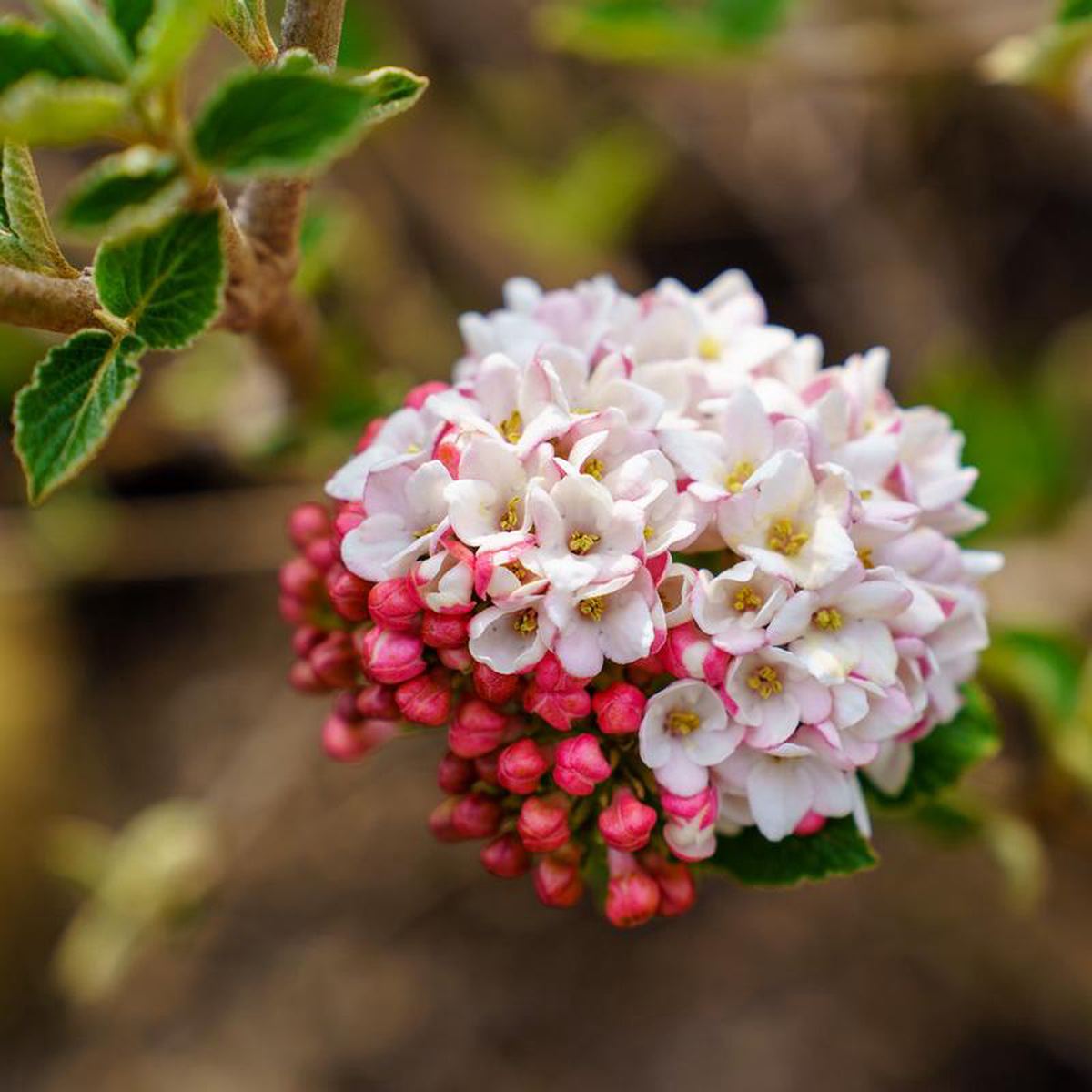 Cayuga Viburnum 4 foot B038B