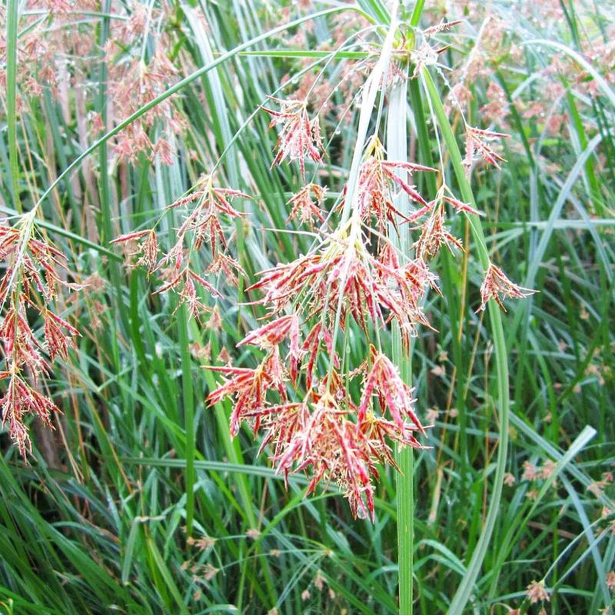 Cyperus Longus Aquatic Pond Plant 8211 Sweet Galingale 9cm (3 Pack)