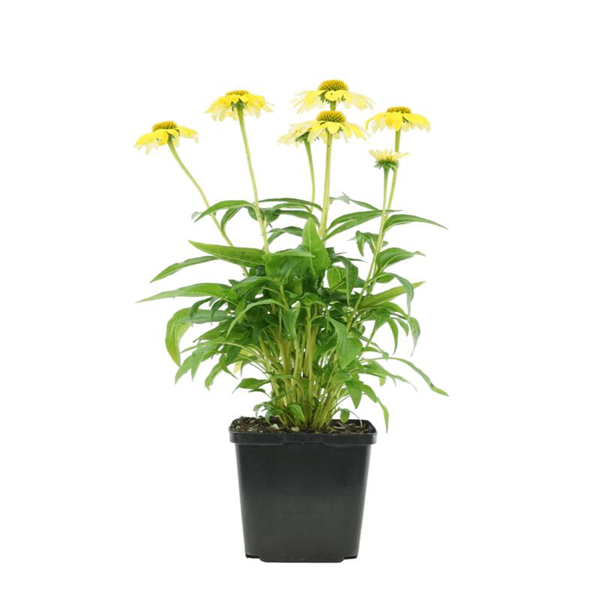 Echinacea 8216Sombrero Lemon Yellow8217 Quart
