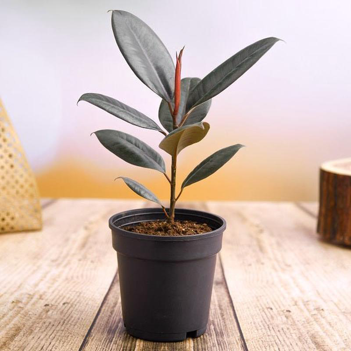 Rubber Tree Rubber Plant Ficus elastica (Small) 8211 Plant Grower Black Pot