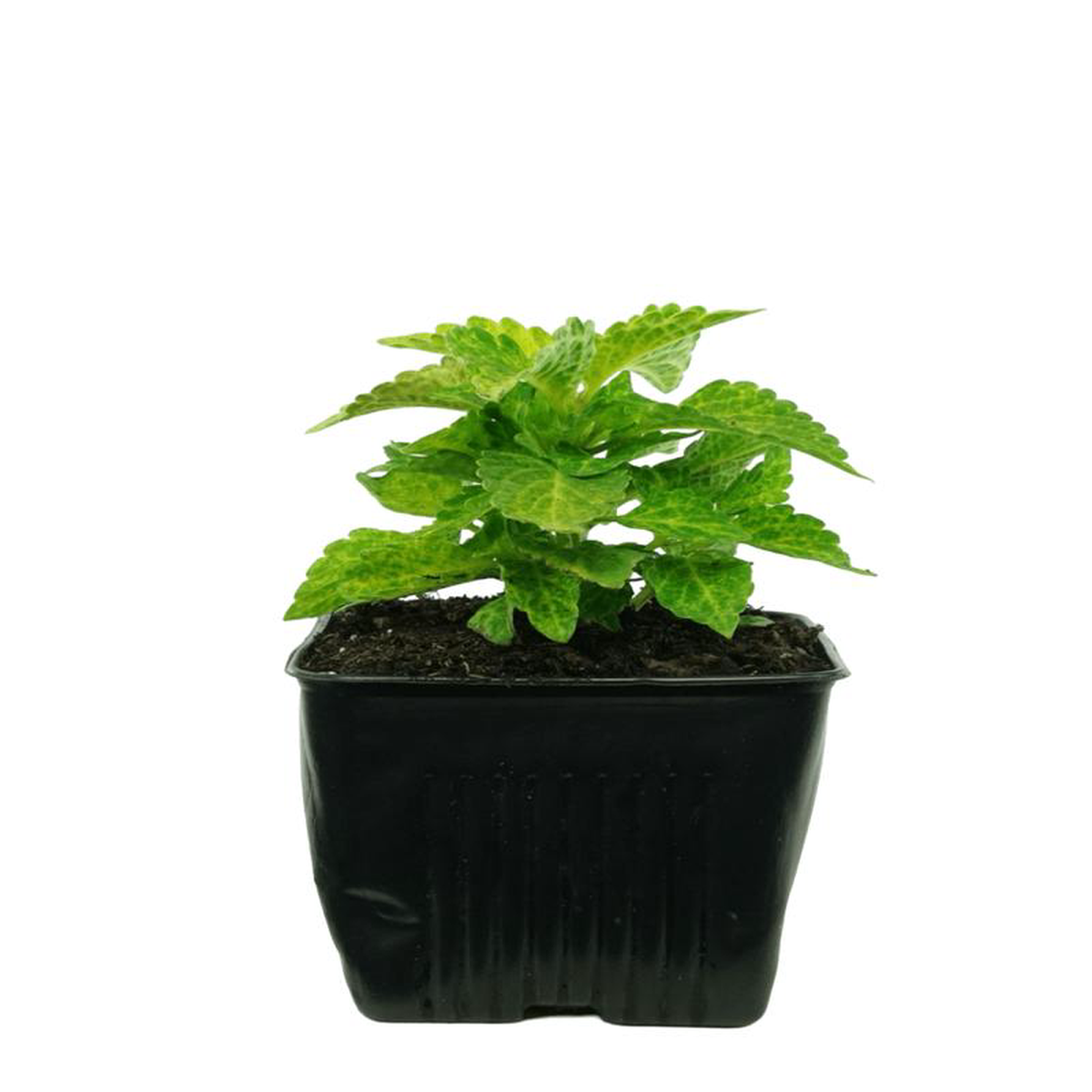 Coleus 8216River Walk8217 4 Inch