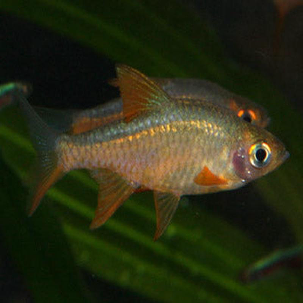 Red Flame Rasbora