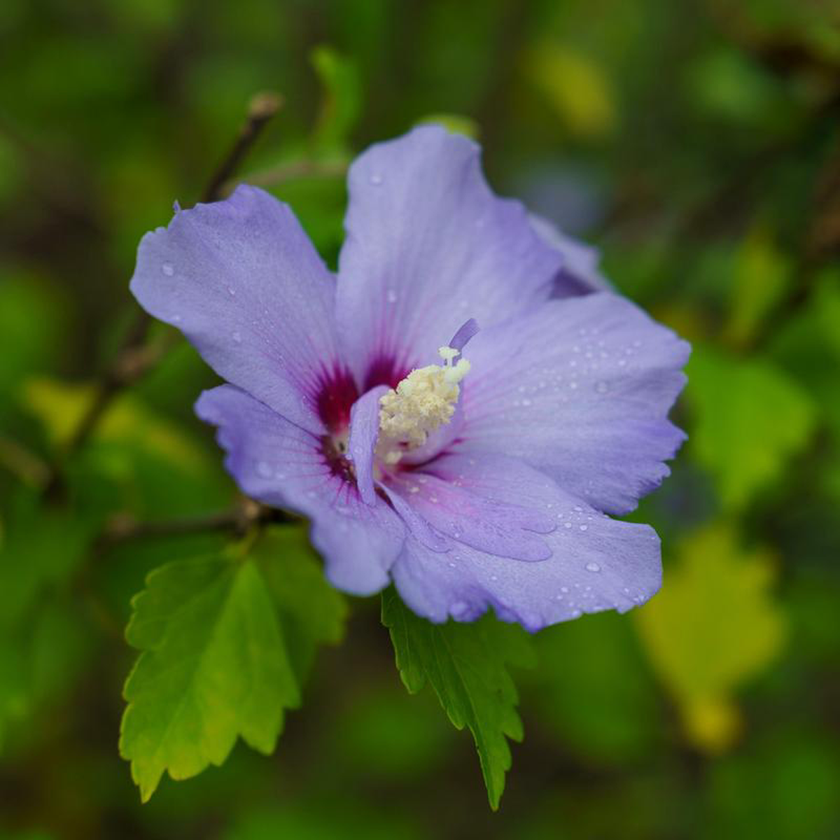 Blue Chiffon Rose of Sharon 3 Gallon