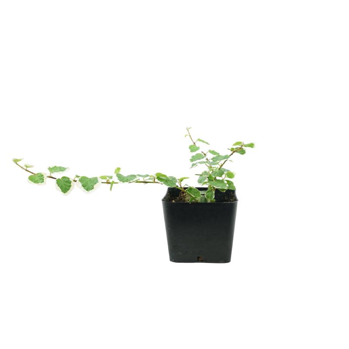 Ficus pumila 8216Variegata8217 4 Inch