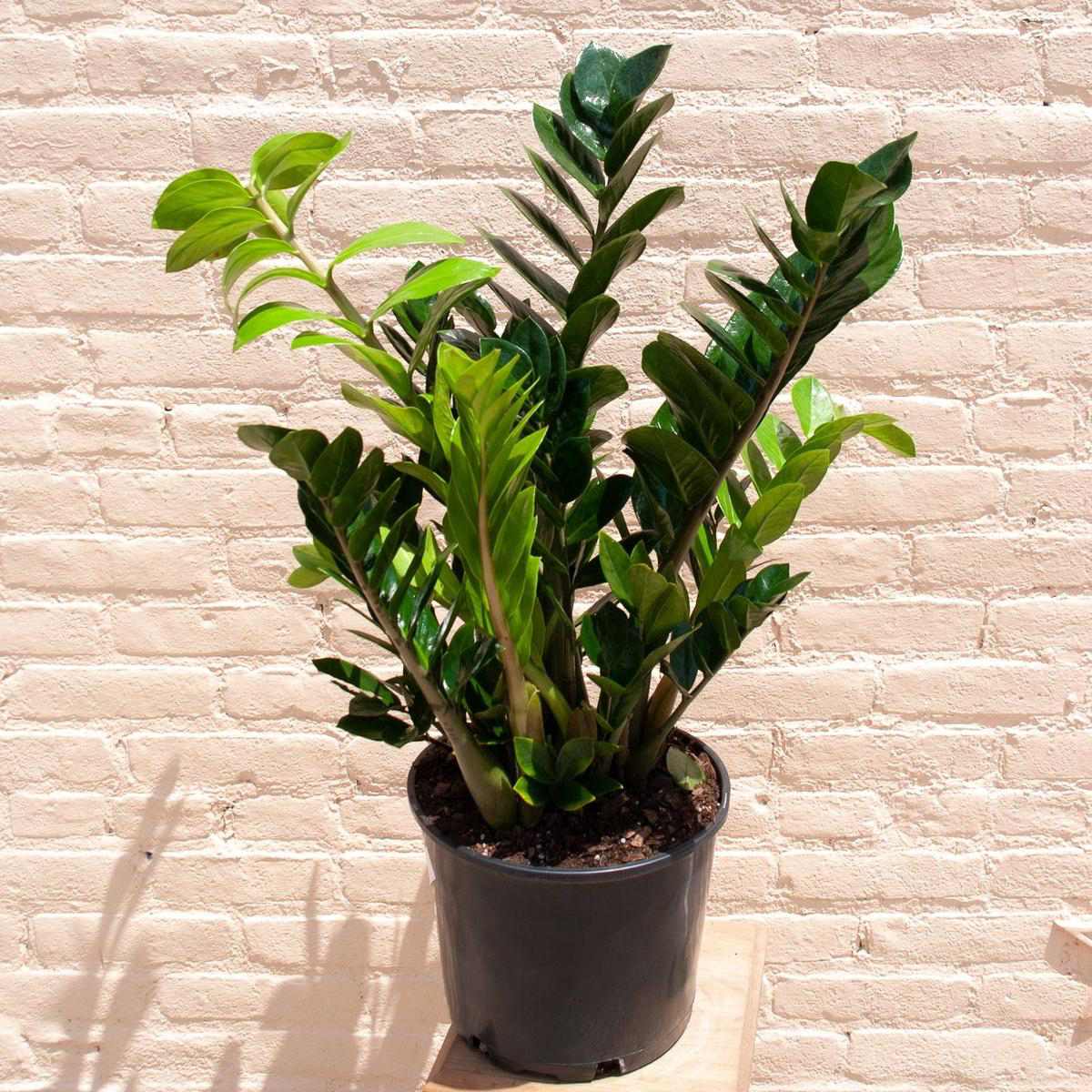 Rental Zamioculcas zamiifolia 8217ZZ plant8217 8211 148221 wide 38217-48217 tall