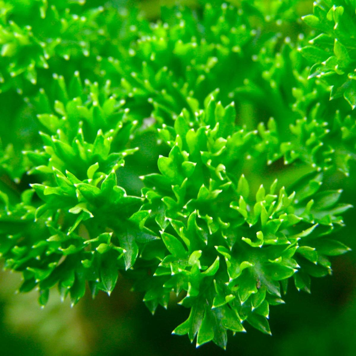 Triple Curled Parsley (Petroselinum crispum)