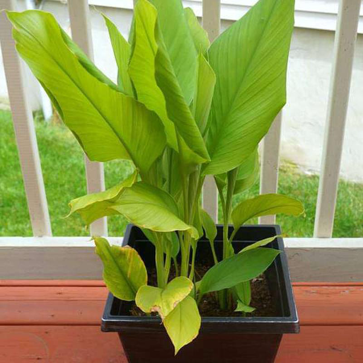 Turmeric Haldi Plant Curcuma longa 8211 Plant