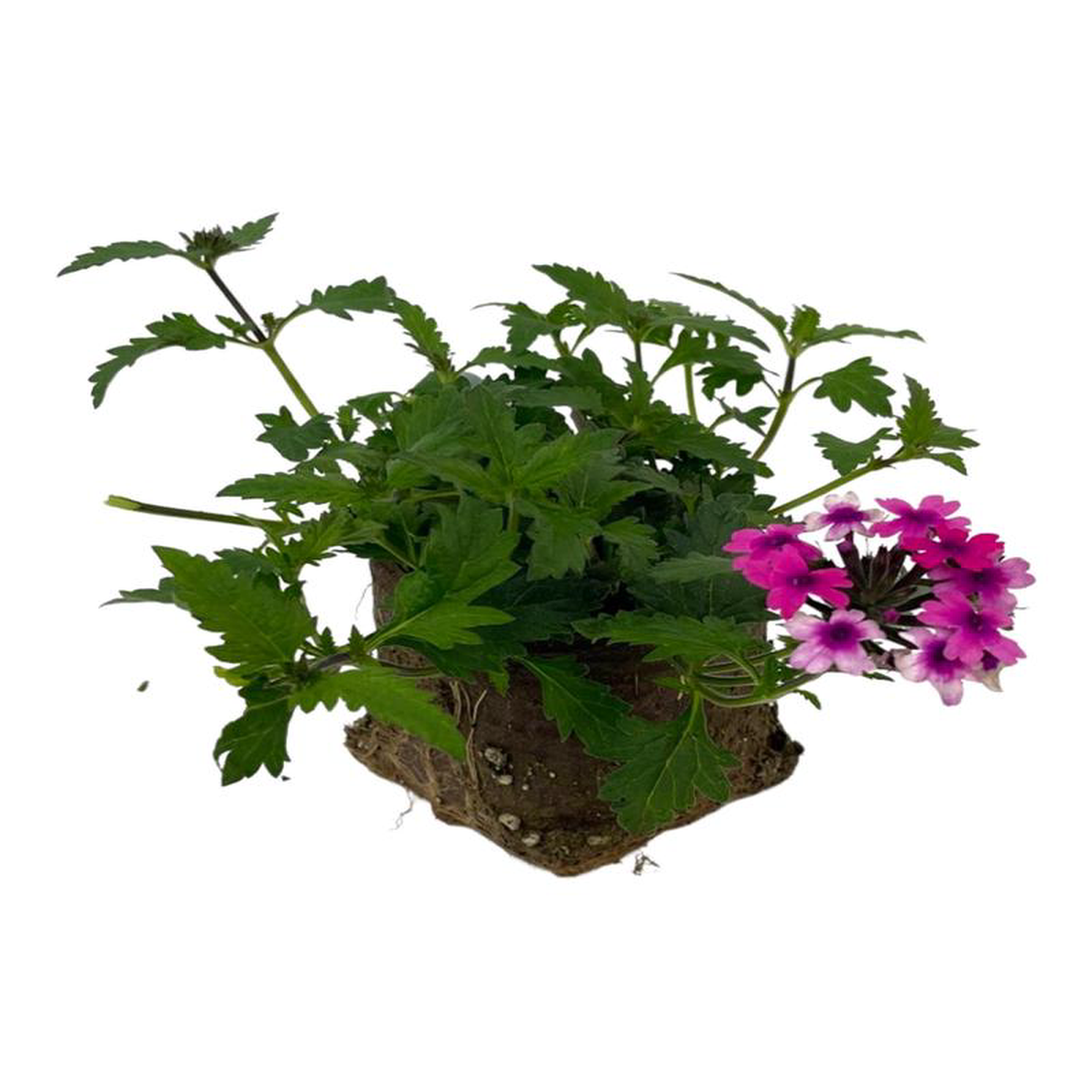 Verbena 8216Lanai Bright Eye8217 6 Inch
