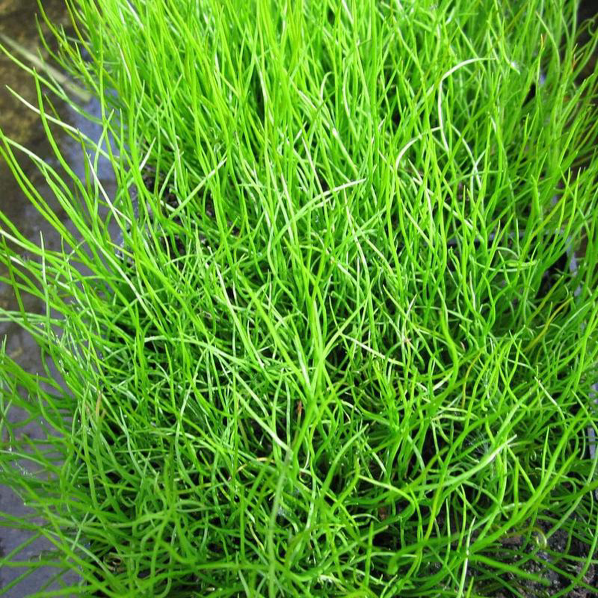 Pilularia Globulifera Aquatic Pond Plant 8211 Pillwort 1ltr Pot Size