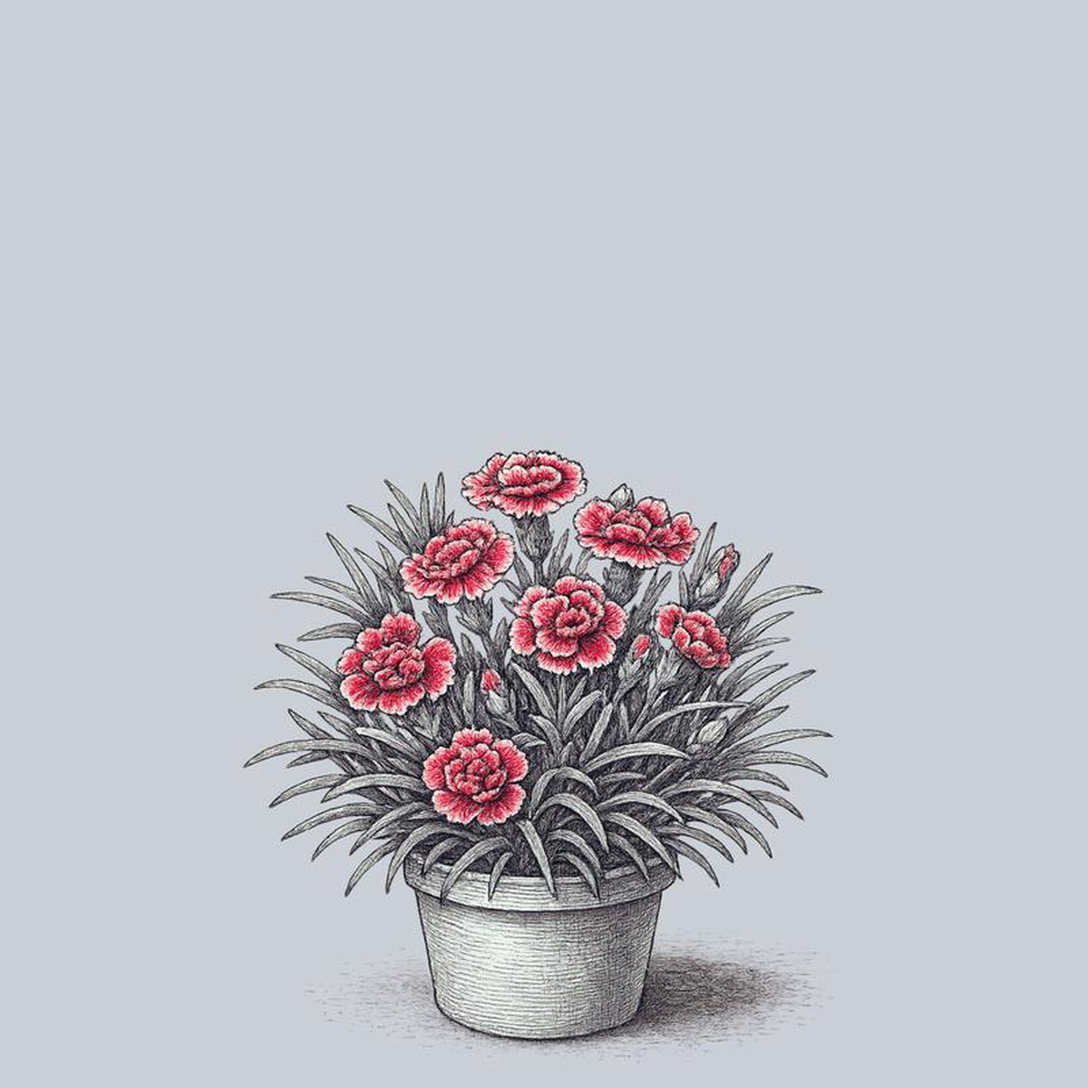 Coral Reef Dianthus 1 Gallon
