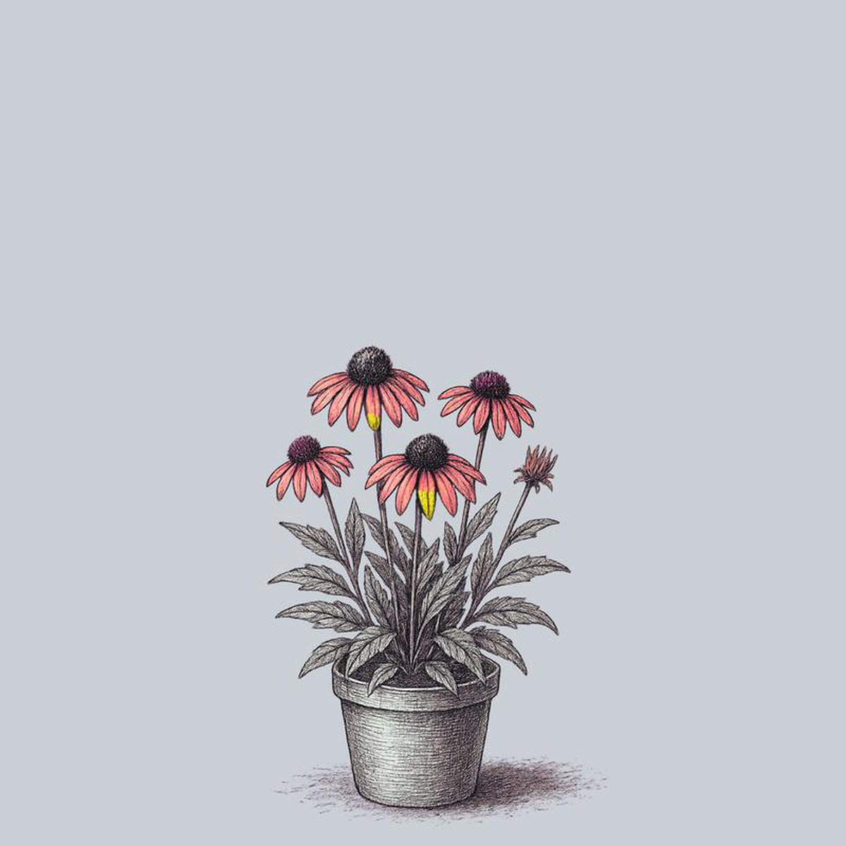 Fiery Meadow Mama Coneflower 1 Gallon