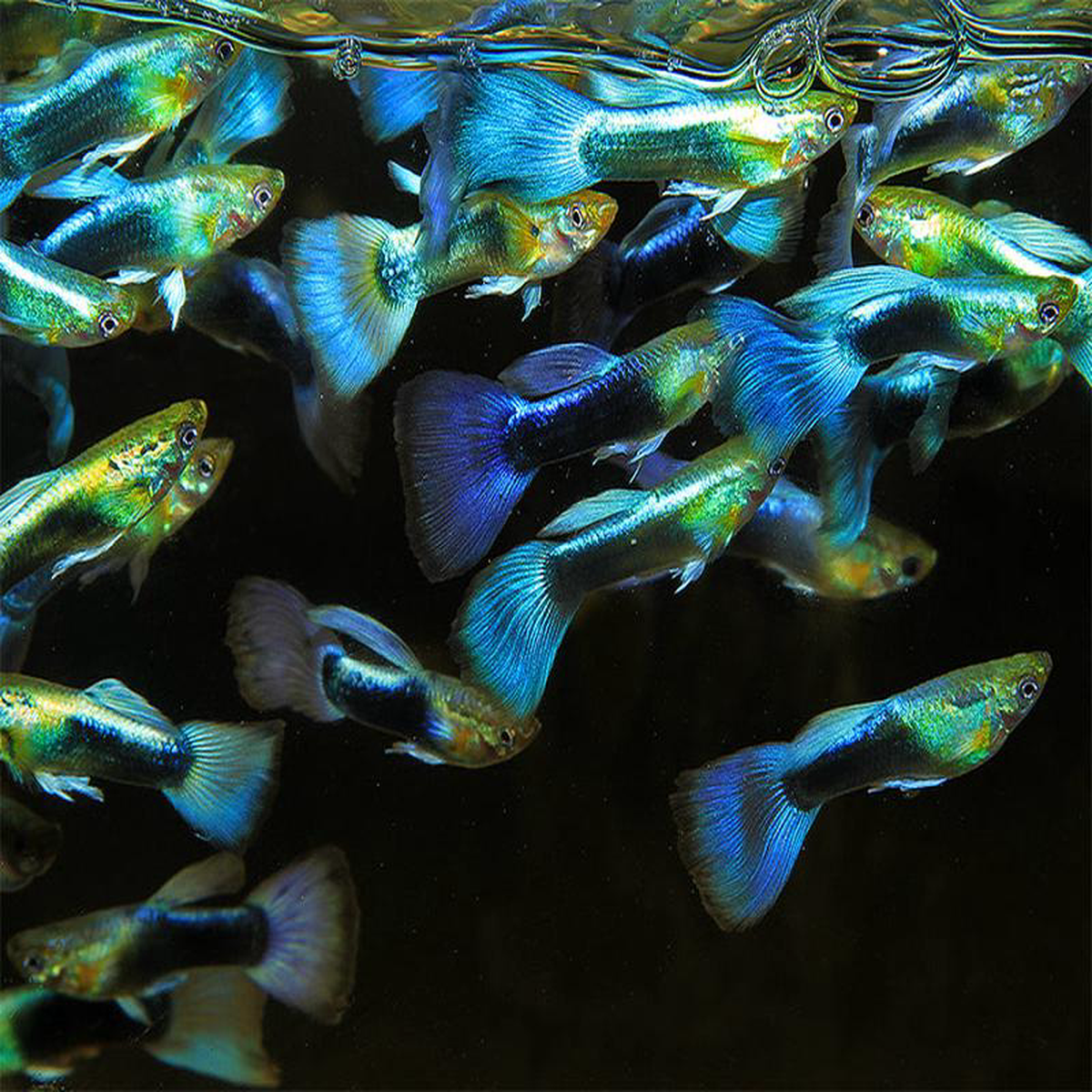 Guppy Male Neon Blue