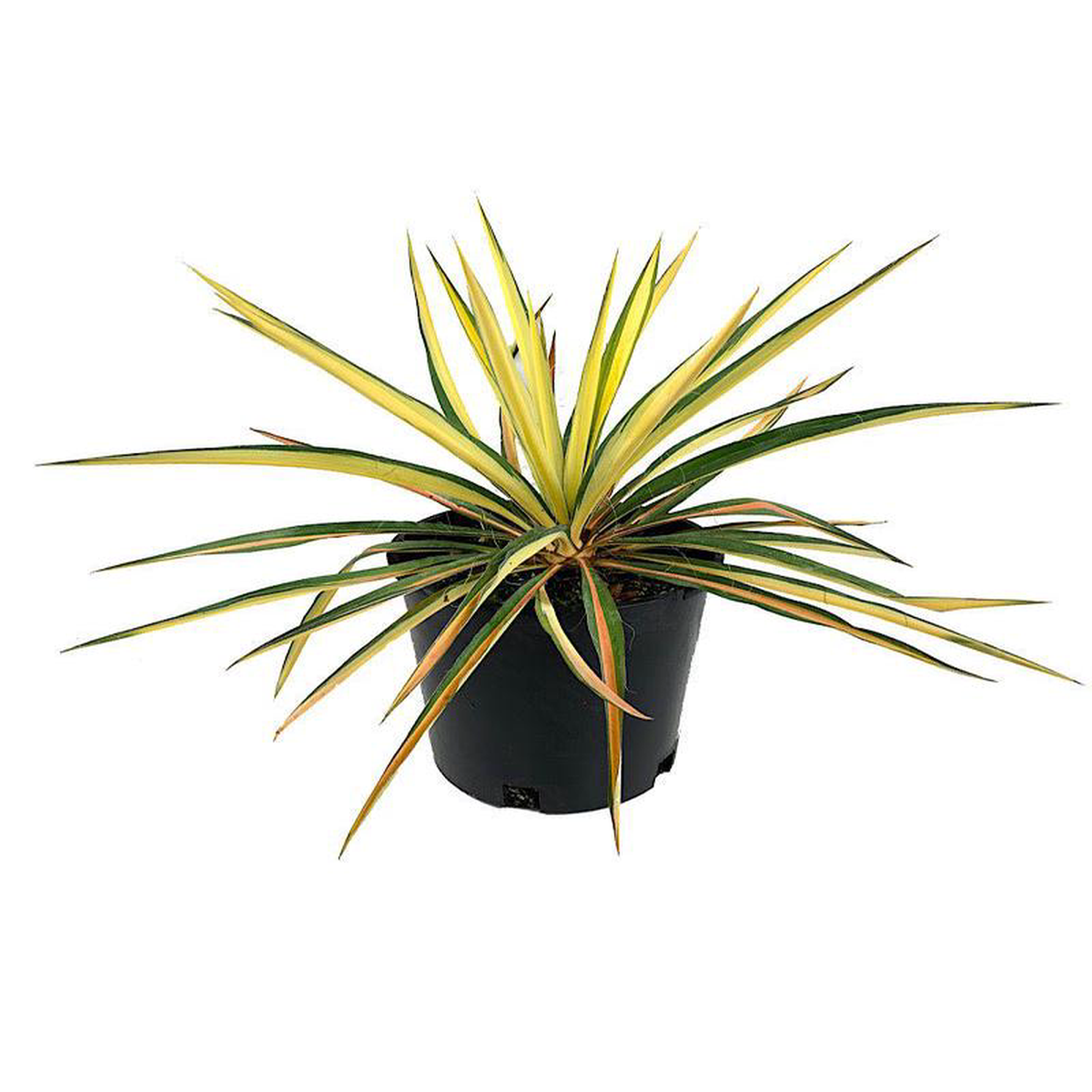 Yucca 8216Golden Sword8217 2 Gallon