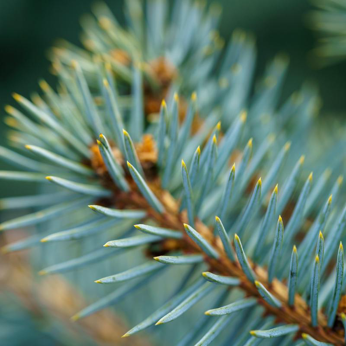 Baby Blue Eyes Colorado Spruce 5 foot B038B