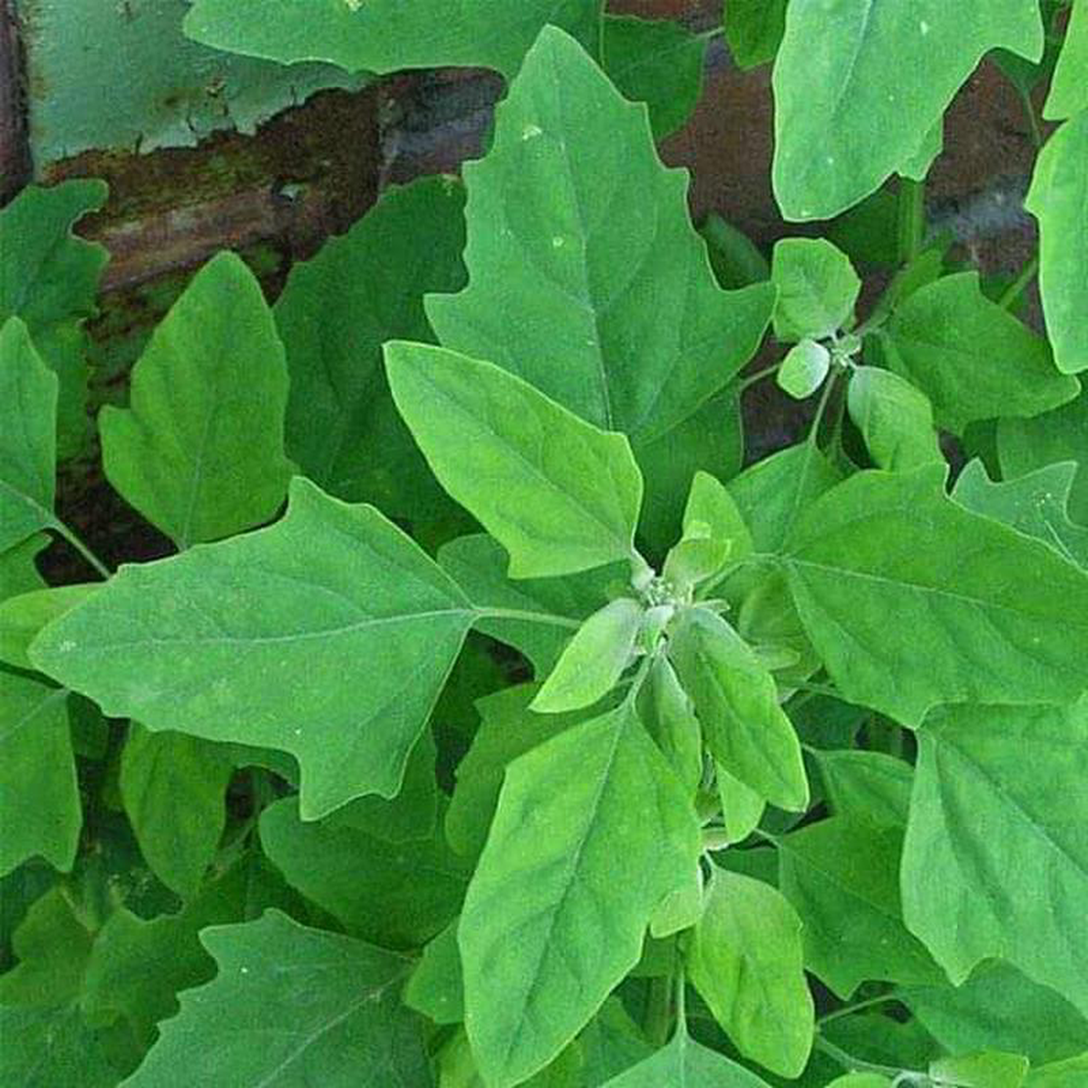 Bathuya Bathua 8211 Desi Vegetable Seeds